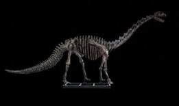 赣县恐龙化石爆料案件最新,揭秘古生物宝藏背后的法律纷争