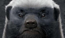 户外平头哥被爆料 最新,揭秘神秘生物的真实生活