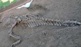 赣县恐龙化石爆料案件最新,揭秘古生物宝藏背后的法律纷争